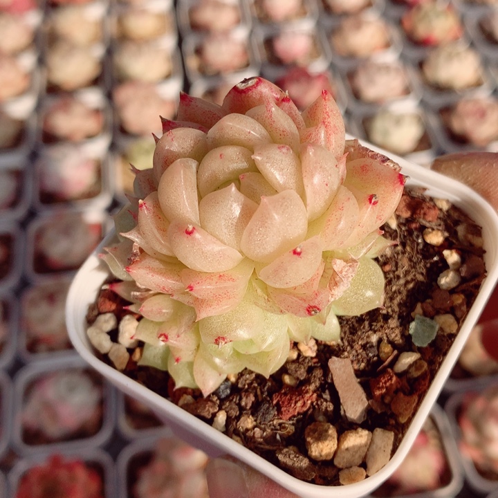 麦秆5.5cm不包整群