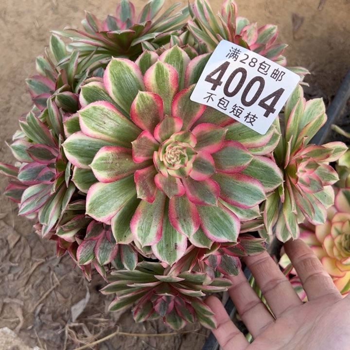 风***型4004多肉植物法师法师