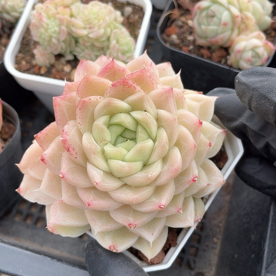 优选麦秆福利729