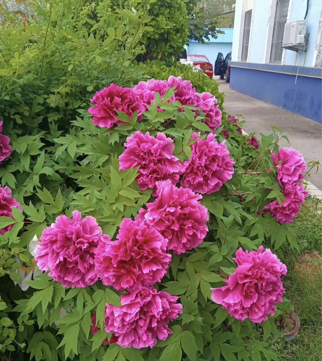 【精品老桩牡丹】牡丹 地栽盆栽 国色天香 菏泽产地现挖现