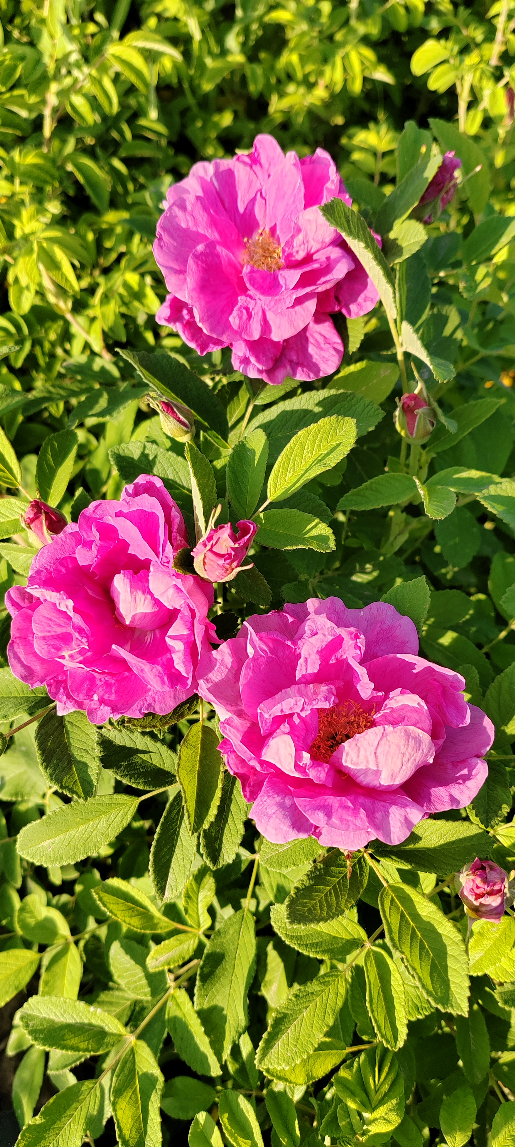 四季玫瑰小苗5棵包邮到家