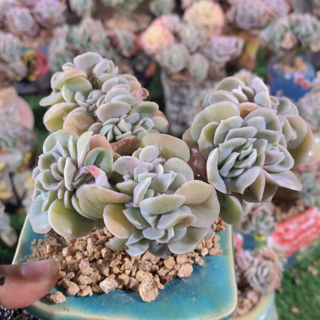 可爱玫瑰缀11 公分一物一拍