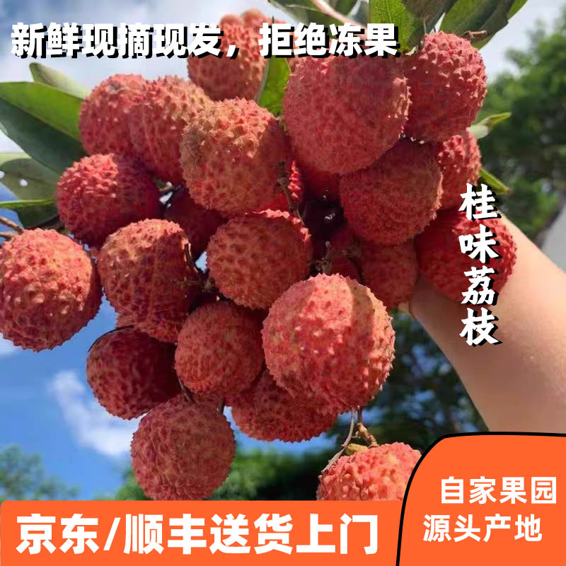 增城本地正宗桂味荔枝当日现摘现发新鲜水果肉大核小清甜多汁
