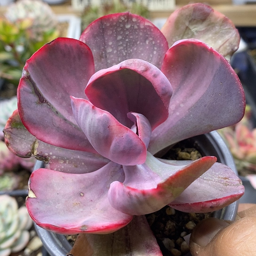 24166 蓝玫瑰锦多肉