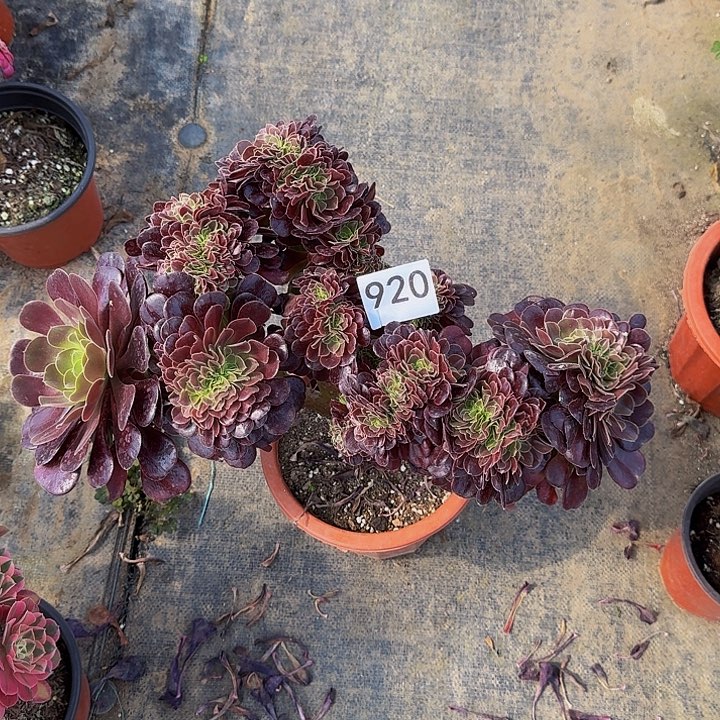 000000000000920女子缀