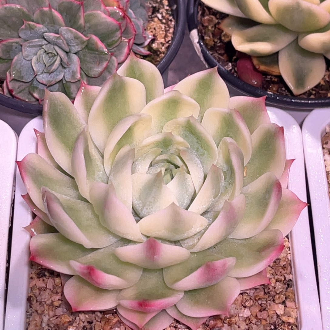 多肉特价宽叶棱镜锦