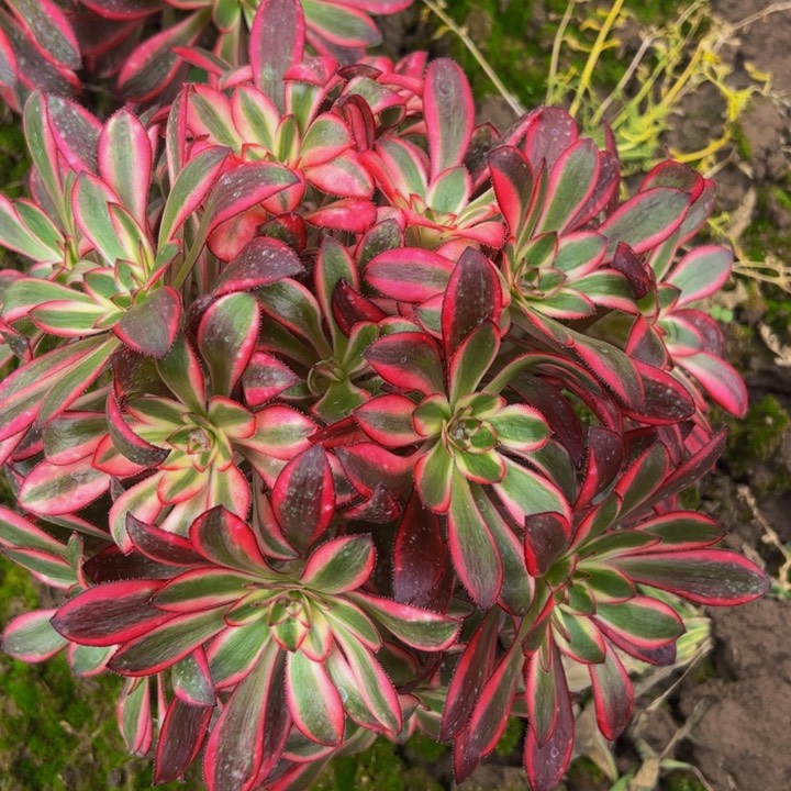 167多肉植物盆栽