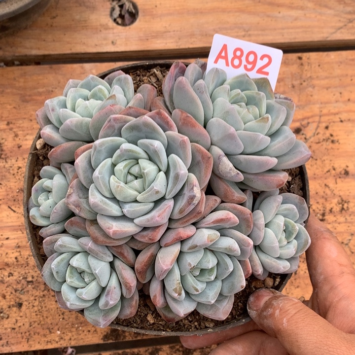 满***肉892。              