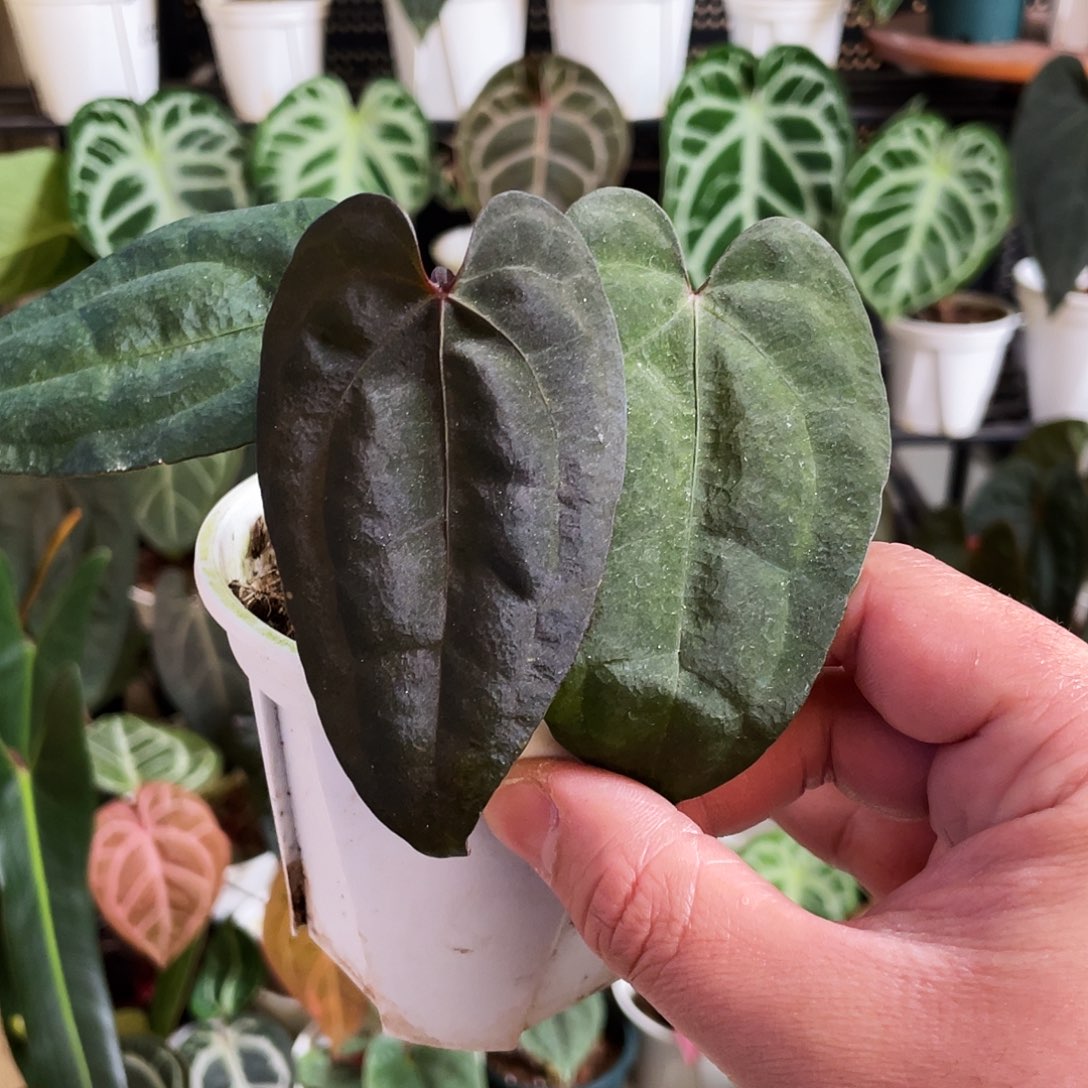 完全开放美国黑桃