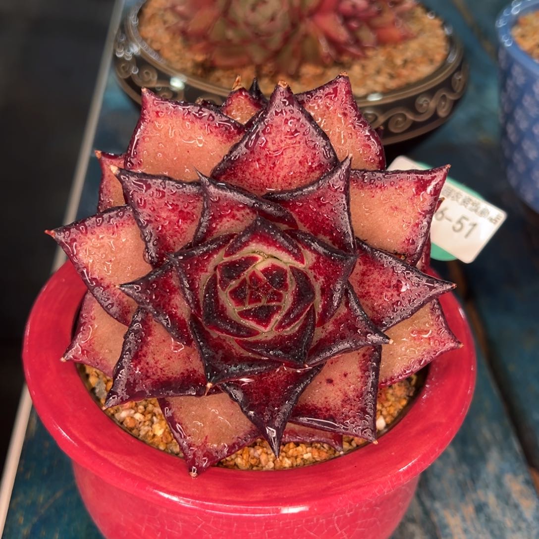 从前慢多肉精选编号0206.51