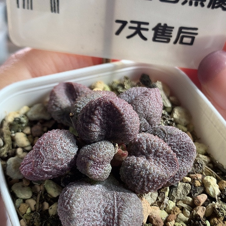 6.5方水蜜桃—专拍专拍