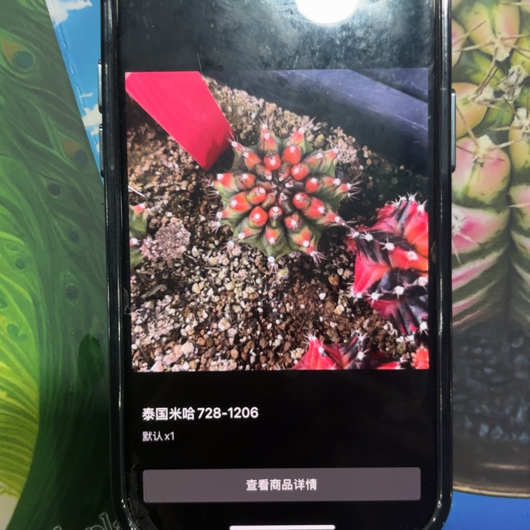 无***丶泰国米哈安娜红龙866-1206