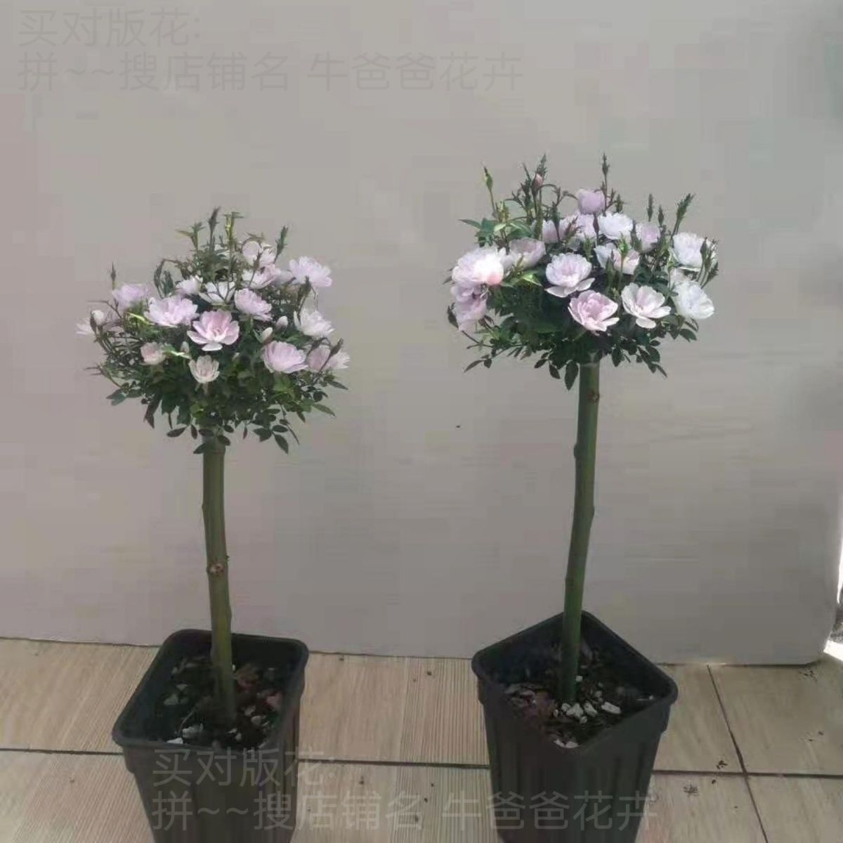 双芽姬乙女棒棒糖月季姬月季棒棒糖提根月季盆景庭院花园老桩