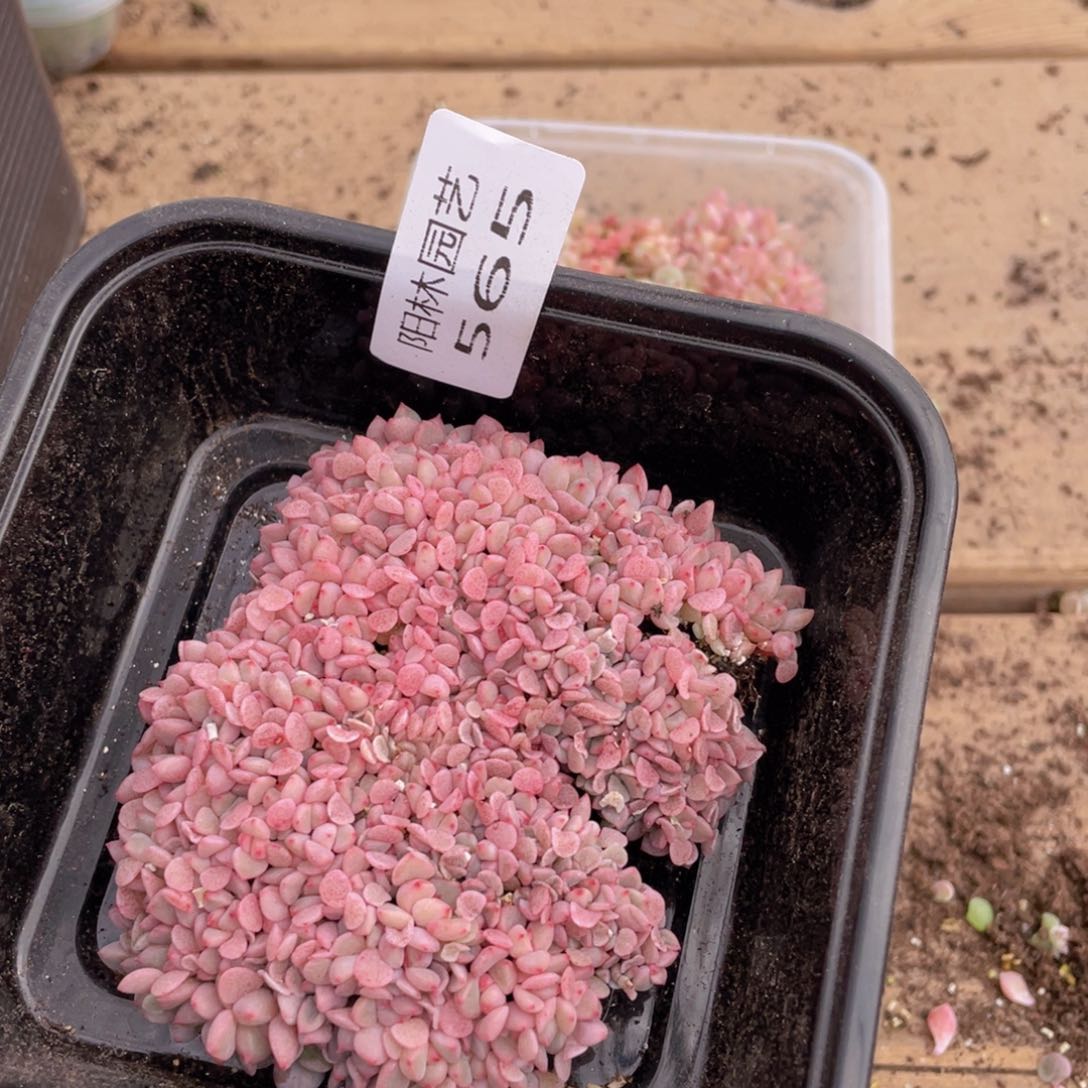 多肉植物多肉植物565