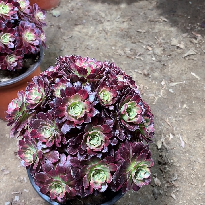 多肉植物法师安娜25