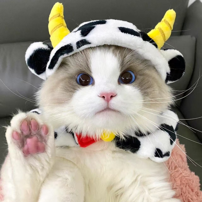 纯种布偶猫幼崽仙女猫五粉蓝眼睛长毛布偶波斯布偶海双蓝双布偶