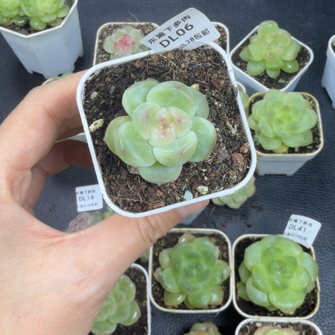 番***兜东篱下多肉植物哈哈哈06