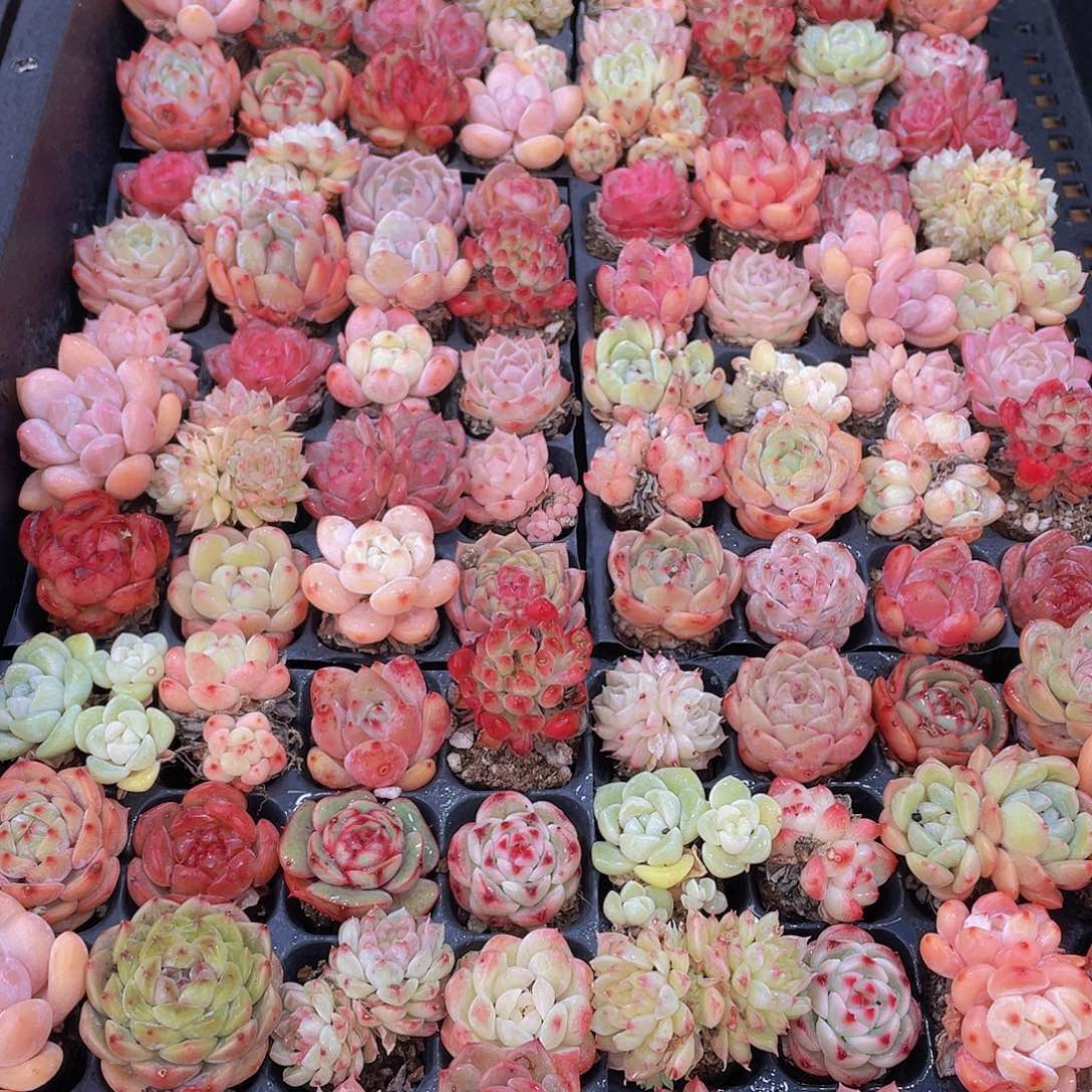 量拍71号 精品小可爱组合多肉20个