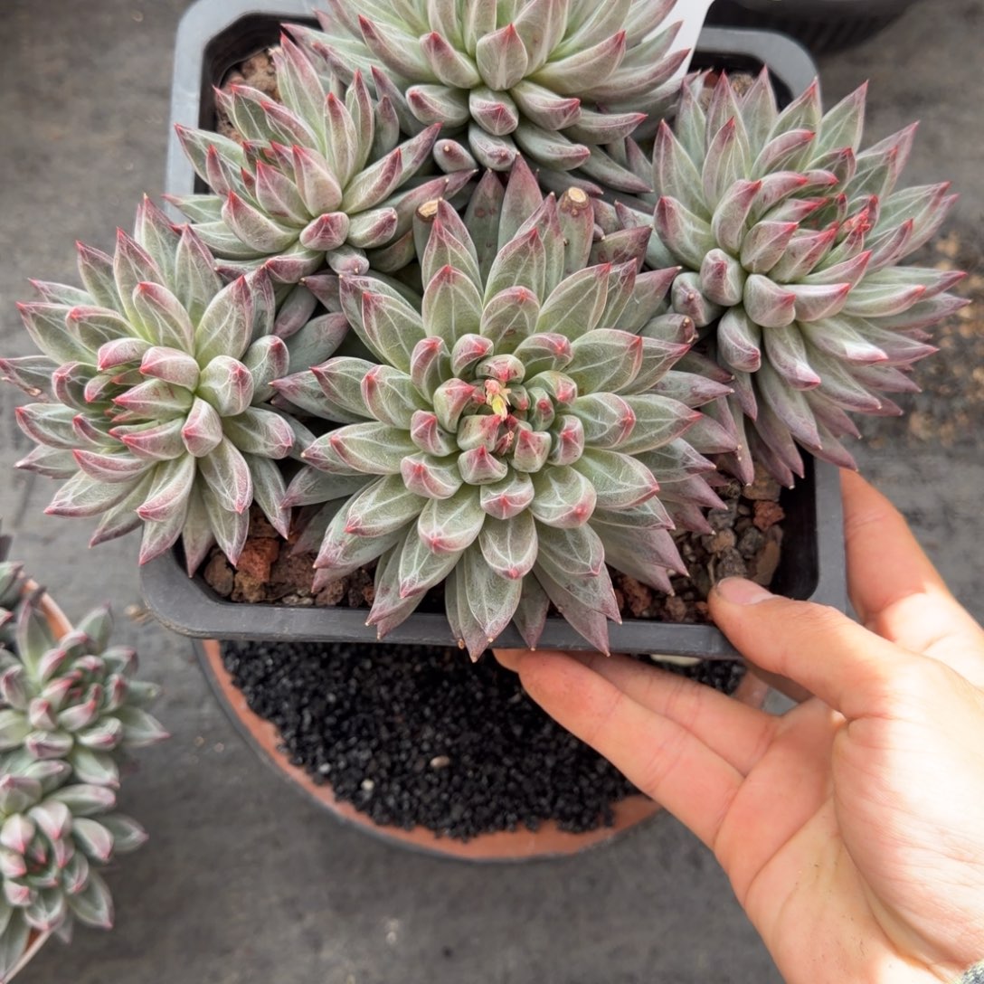 用***8一物一拍天花板芬兰之夜93