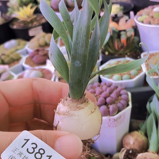 无花朵1381，弹簧草如图