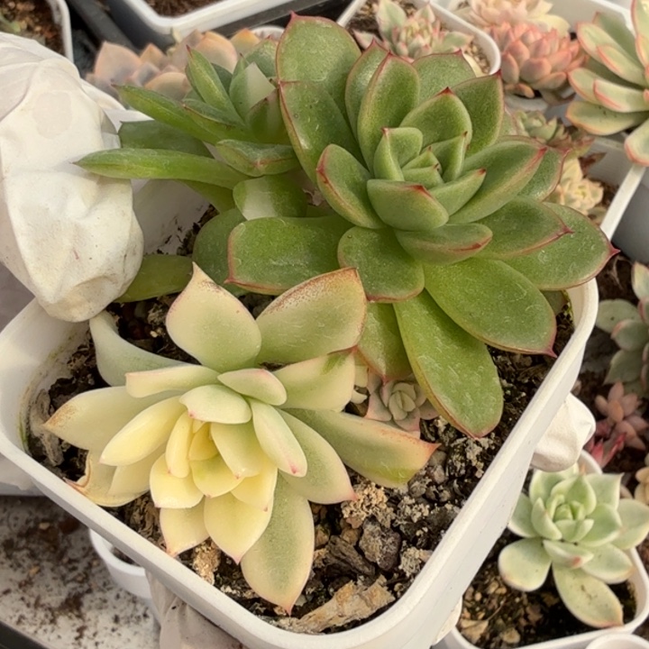 东云杂交锦多肉植物