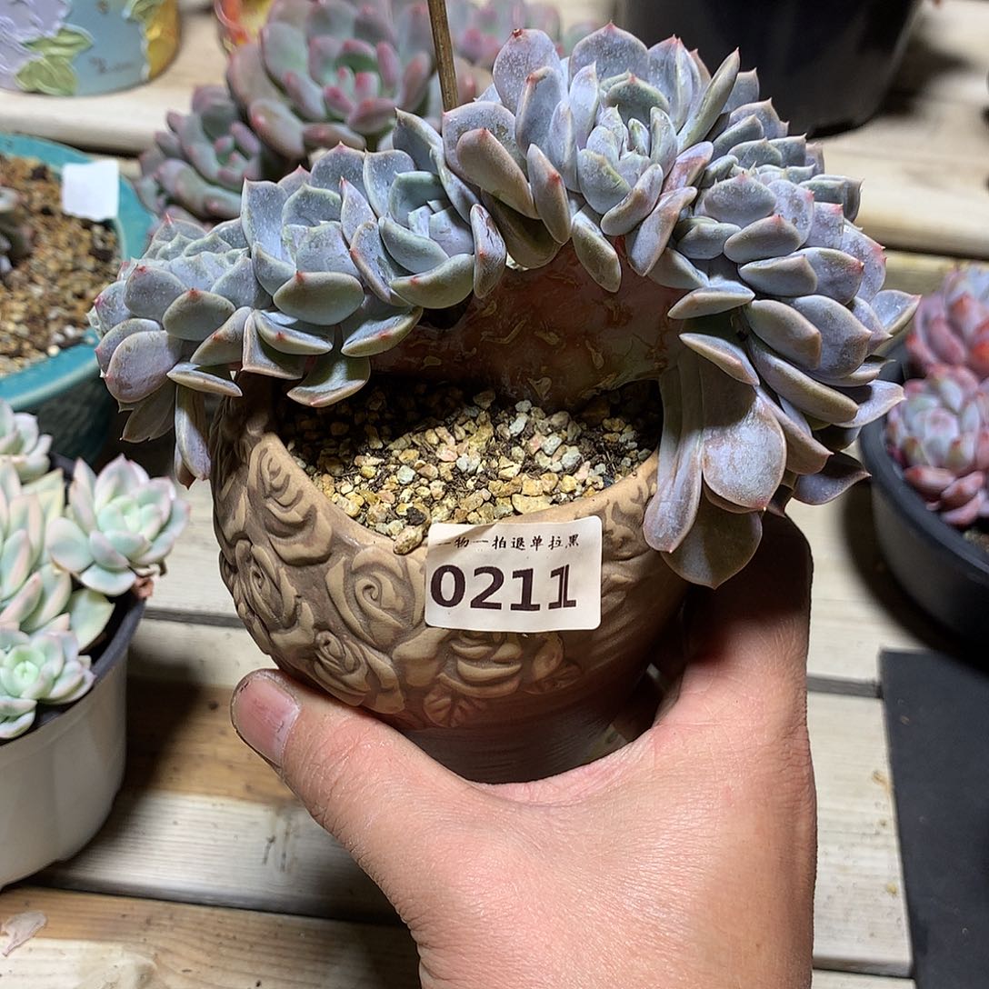 211汉堡缀化一颗13.5厘米