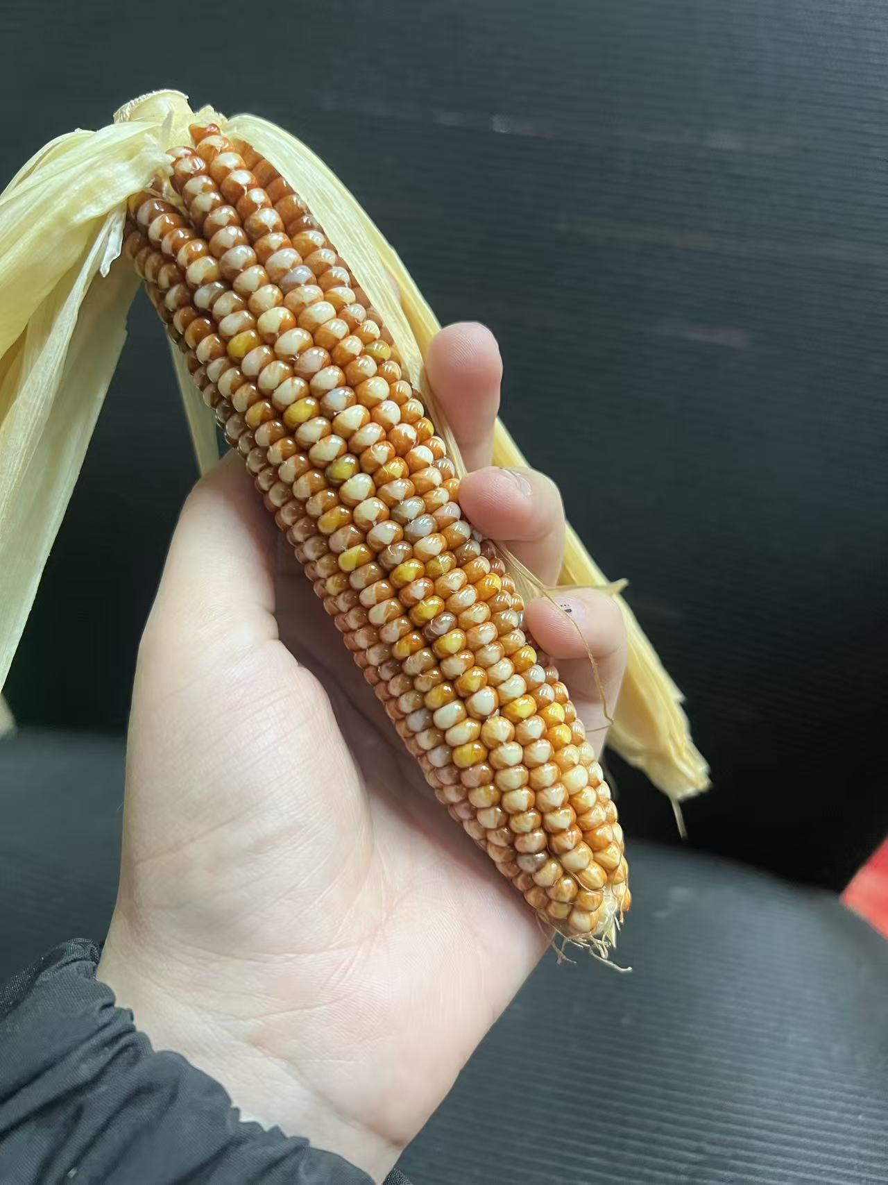 文玩玉米宝石(19.9米5根)湿料有发霉发芽风险变干会有色差