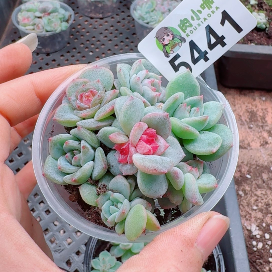 多肉植物多肉植物