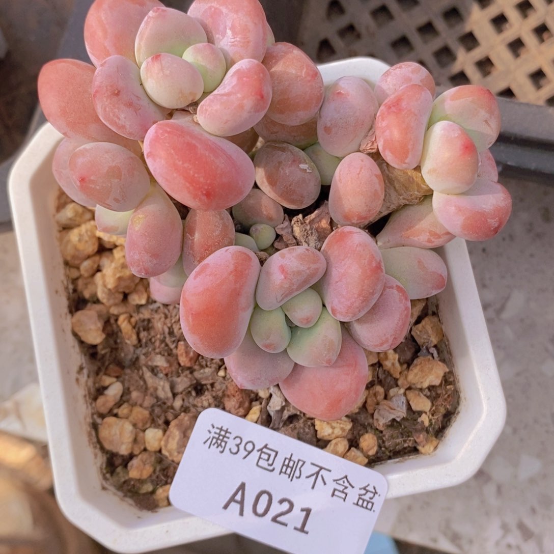 腰子洛神8cm021多肉植物