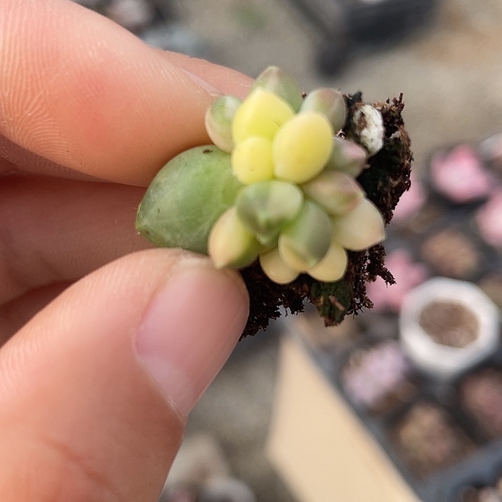 一物一拍满18包邮