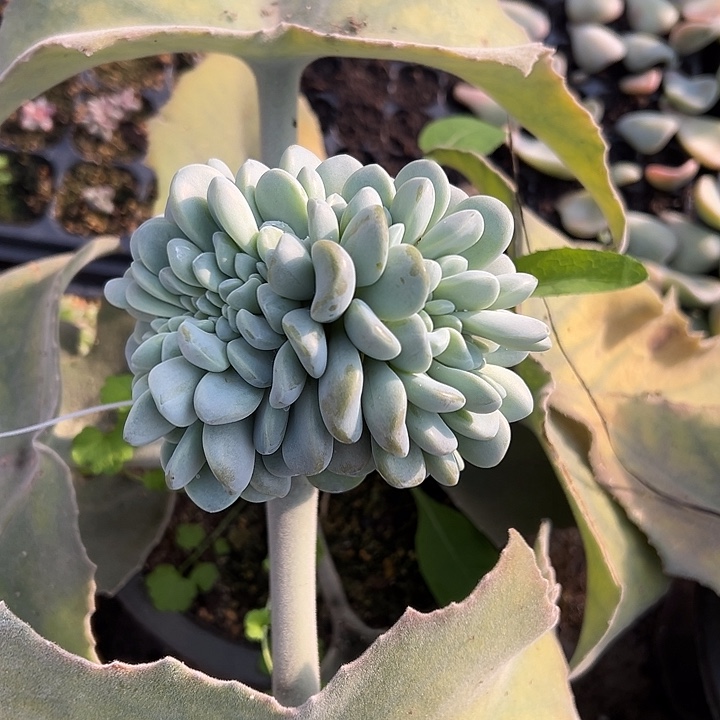 玉麒麟群生缀化多肉