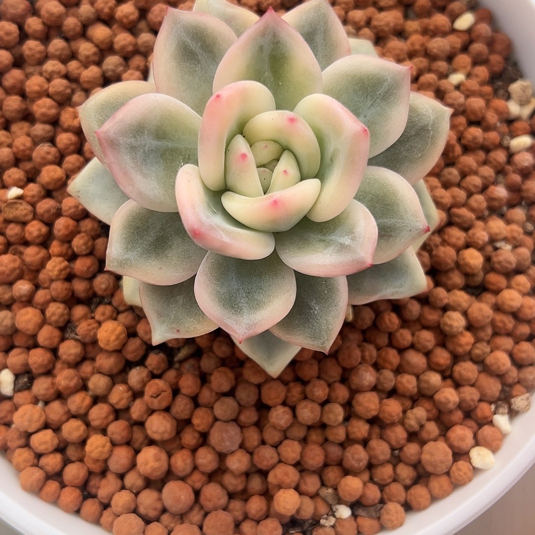 伊丽莎白锦多肉植物