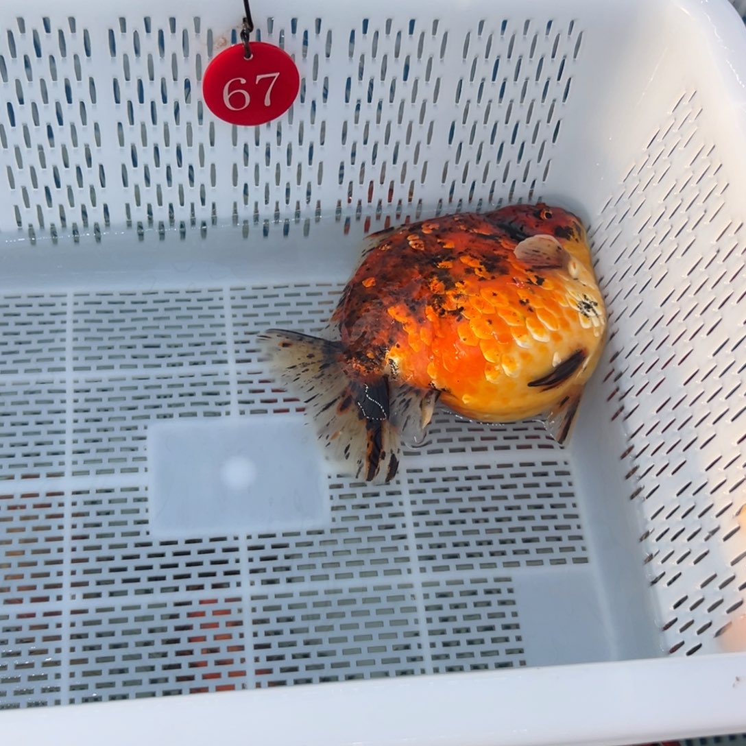 乐***爷金鱼你好点了吗我想