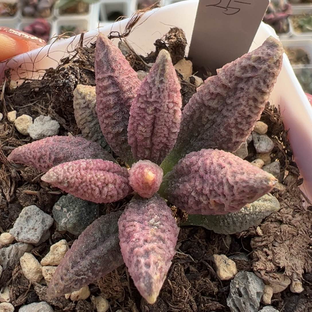 融冰多肉植物水泡