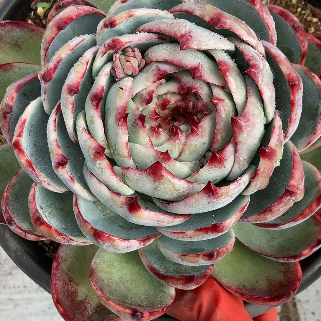 310惊鸿一物一拍就