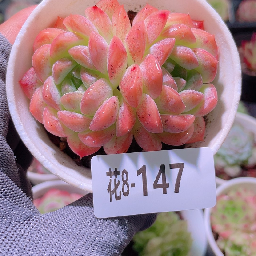 花利美 8-147白桃汽水