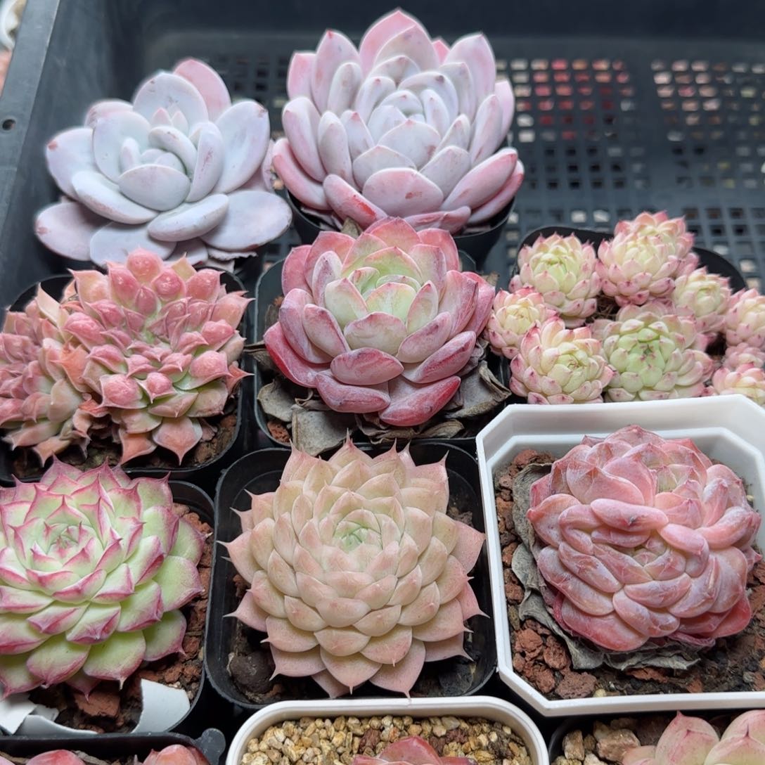 花语逸境0221-725十一颗