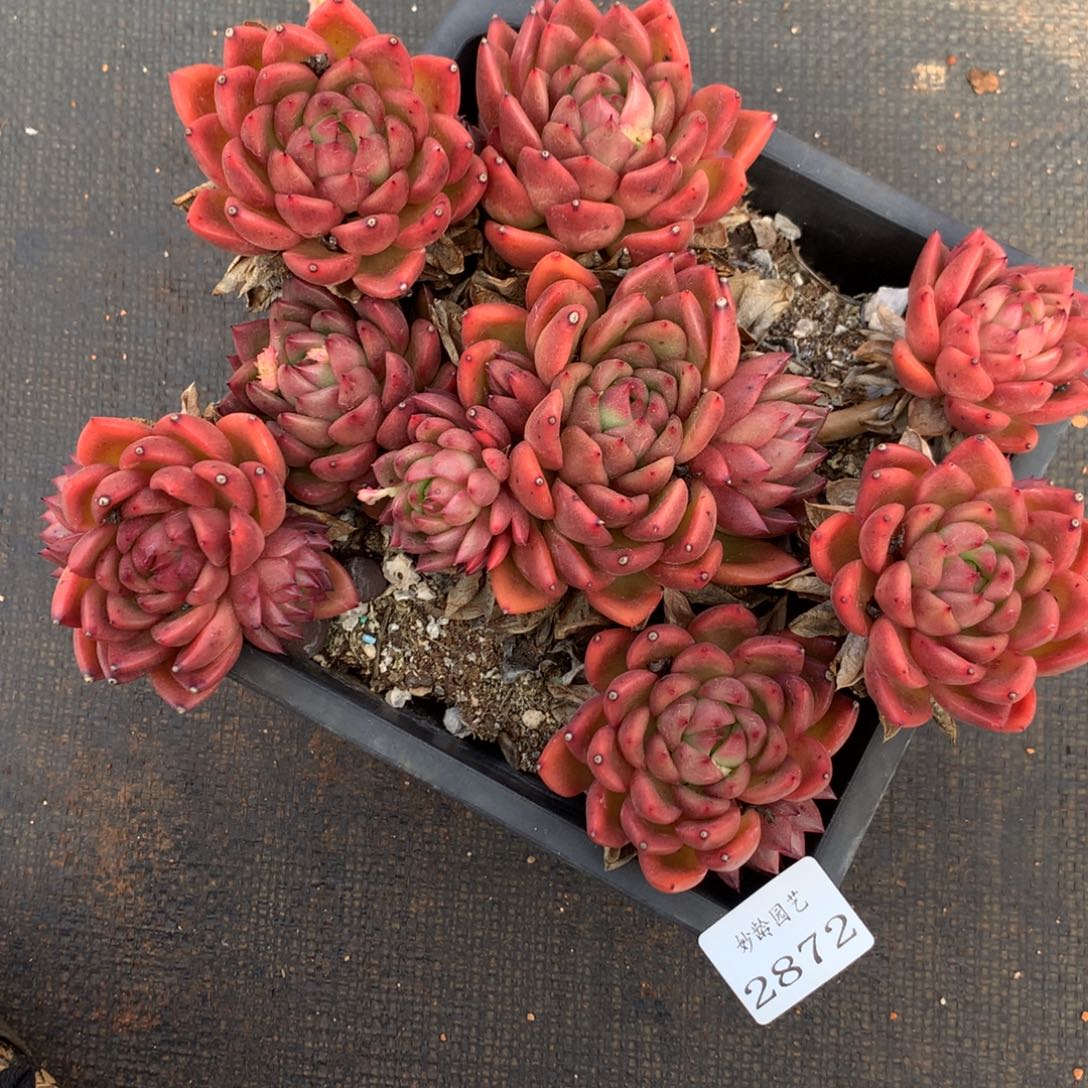 27 872杂交精品基地20厘米