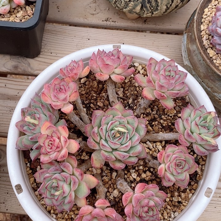 荷花 韩货精品666