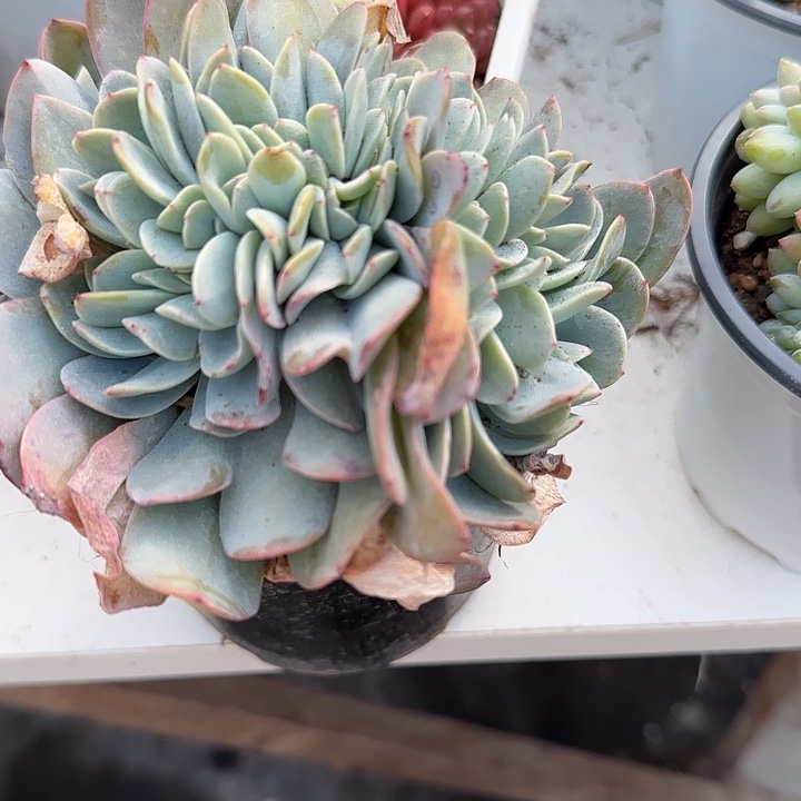 馨***青蛙王子儿童牙膏11