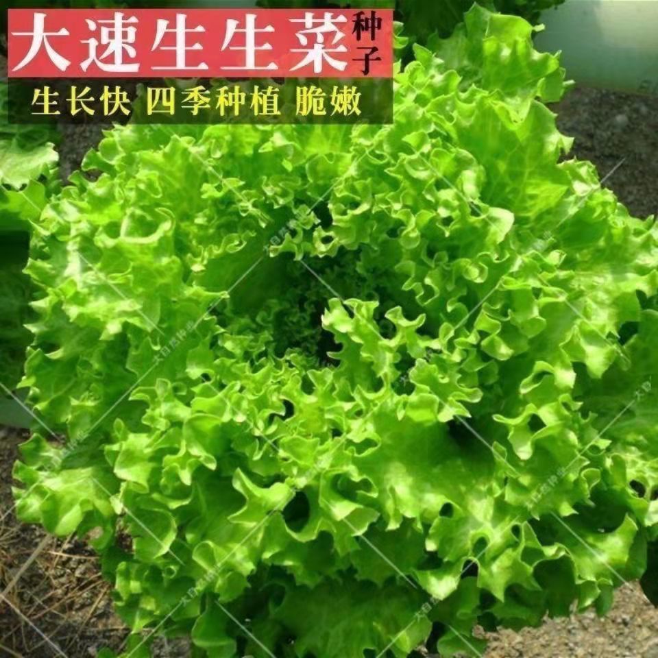 大速生菜种子四季播种生菜易种植可盆栽生吃蔬菜种子耐热耐寒高产
