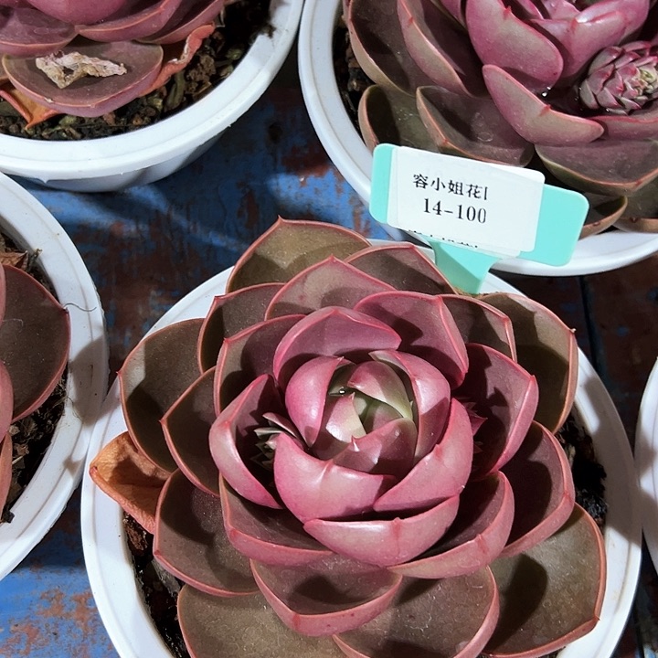 14.100红灯一个脱土