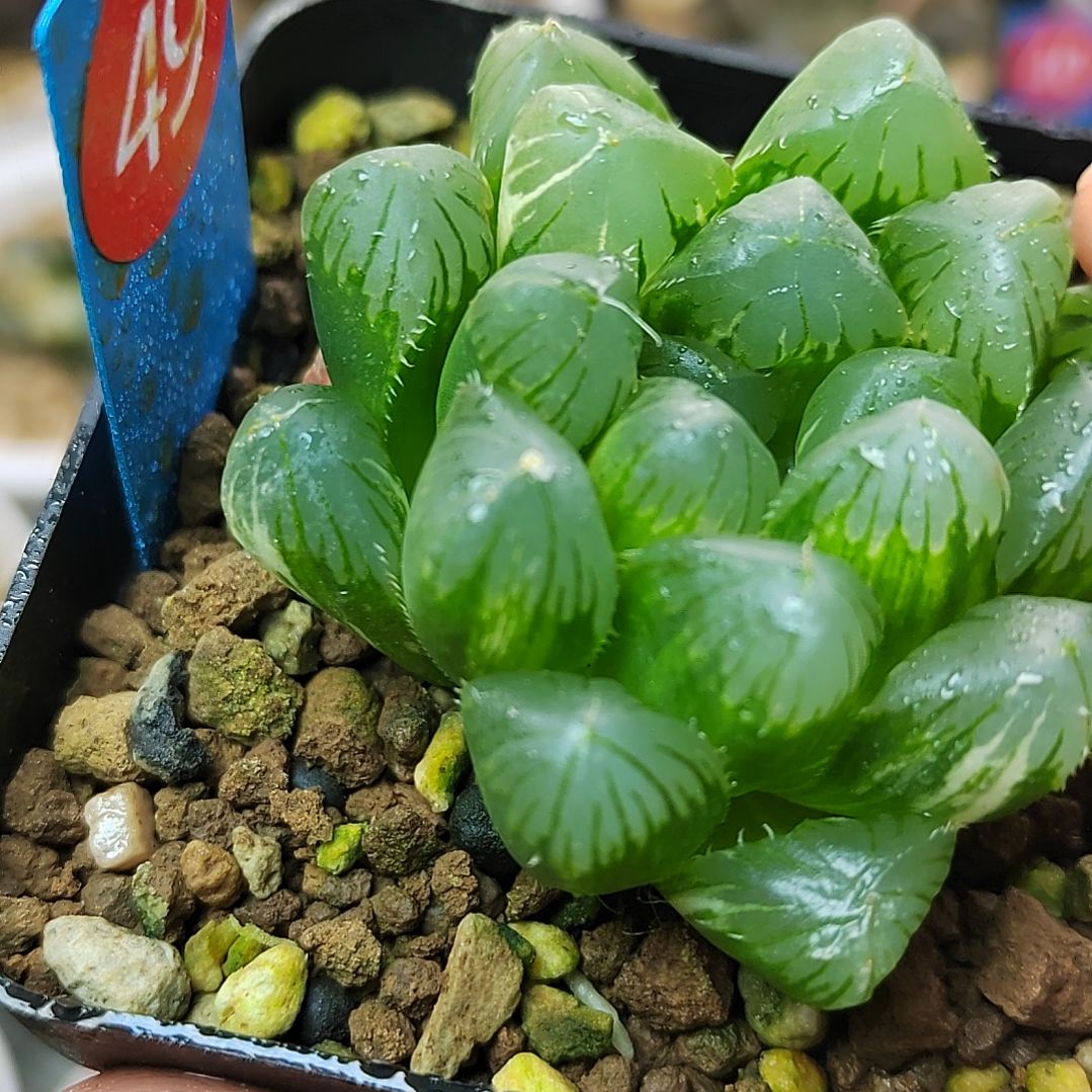 49号实生玉露锦 5.5厘米左右一物一拍带盆