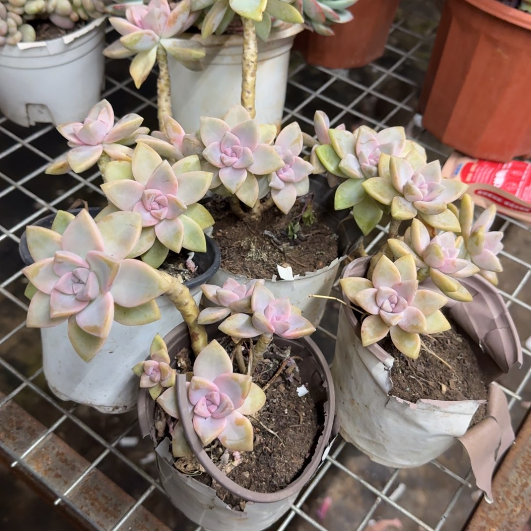 紫雾单头起发四盆