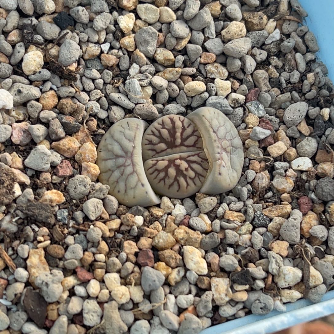 6706粗纹闪电纹线招福一颗