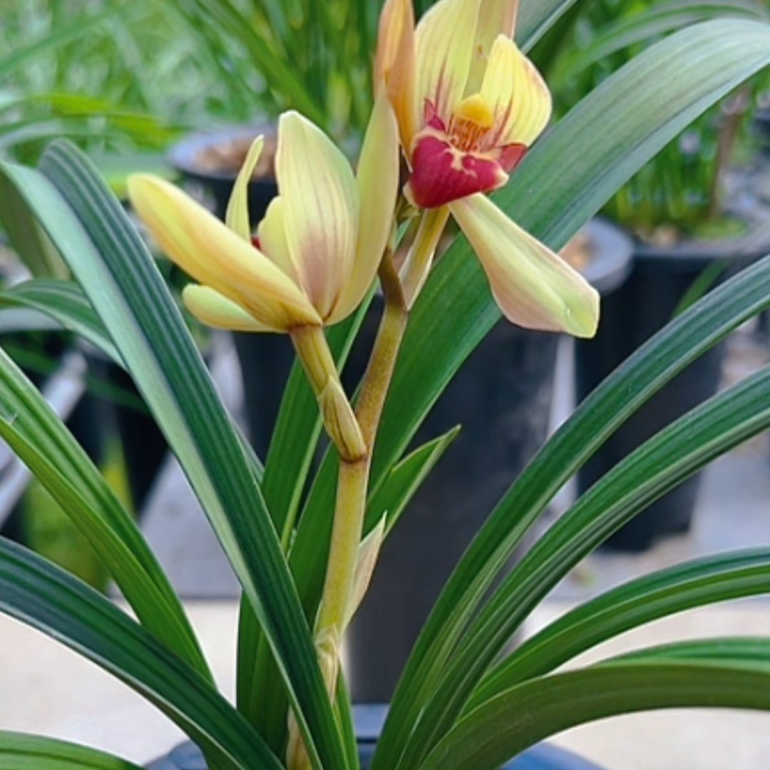 直播间兰花，一物一拍