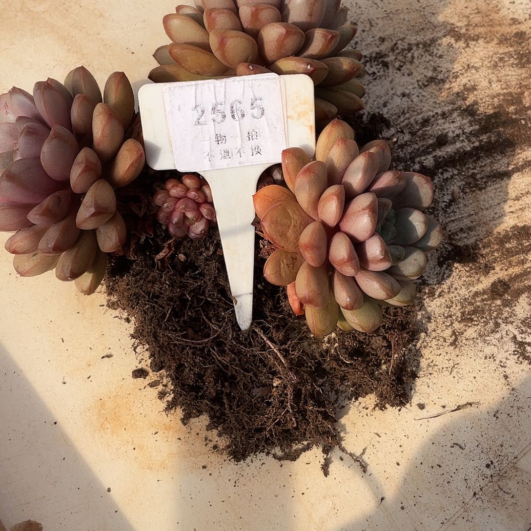 比***天葡萄精控群生2565号