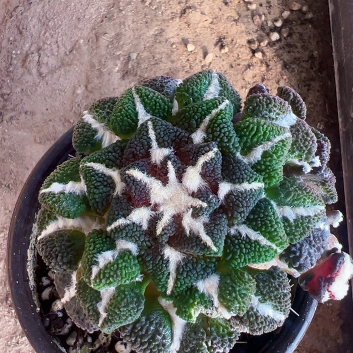 2104日系大优黑仙人球