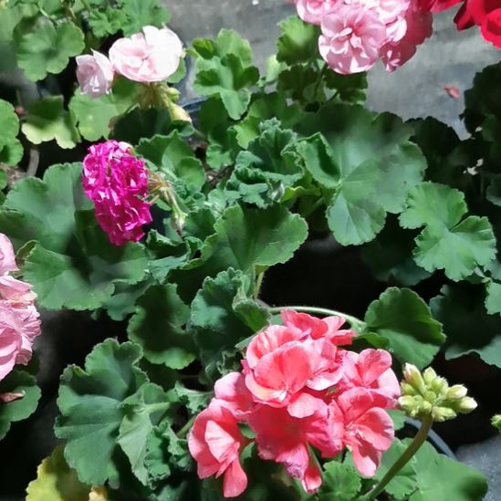 当前无花栽培后可以开花桃子喜悦