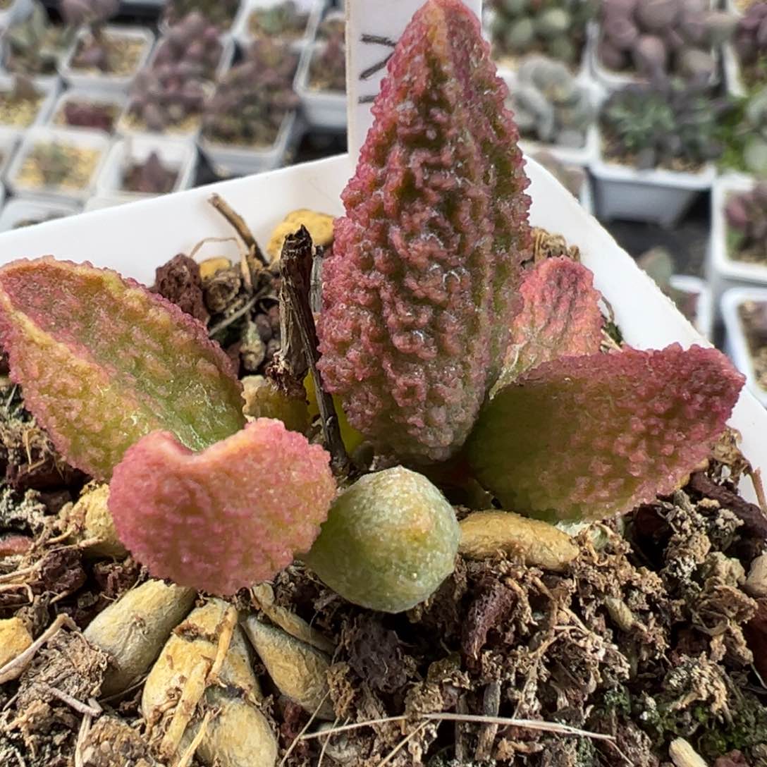 实生xy-521橘色尤质感多肉植物